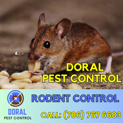 Rodent Control Doral - Expert Solutions for a Pest-Free Property