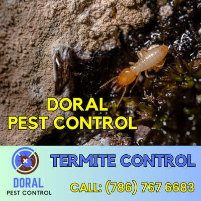 Termite Control Doral - Protect Your Property from Costly Damage